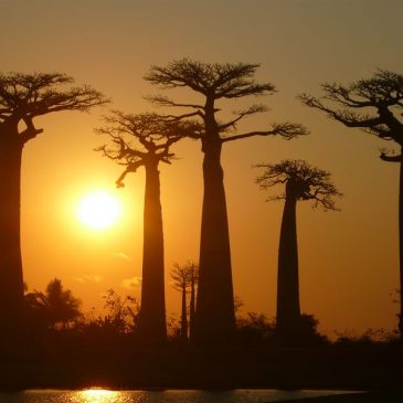 De Bekopaka à Morondava en repassant par Bélo. L’allée des Baobabs.